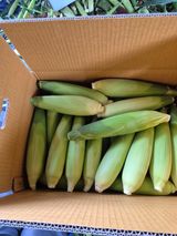 팜모닝 🌧️7월 내 작물 자랑하기·참여글 게시글 이미지