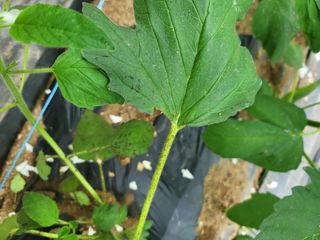 민정님의 참깨 · 병해충상담 작성글 사진