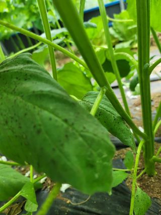 민정님의 참깨 · 병해충상담 작성글 사진