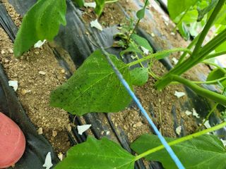 민정님의 참깨 · 병해충상담 작성글 사진