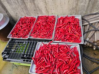 해근님의 고추 · 영농일지 작성글 사진