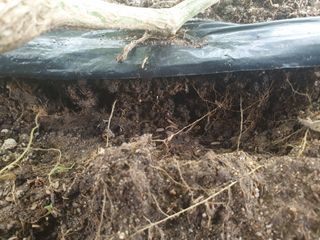 풍년약속천연미네랄님의 호박 · 영농일지 작성글 사진