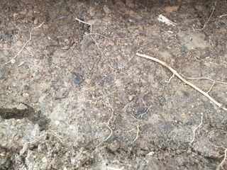 풍년약속천연미네랄님의 호박 · 영농일지 작성글 사진