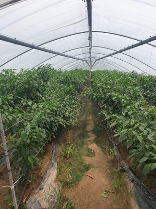 풍년약속천연미네랄님의 호박 · 영농일지 작성글 사진