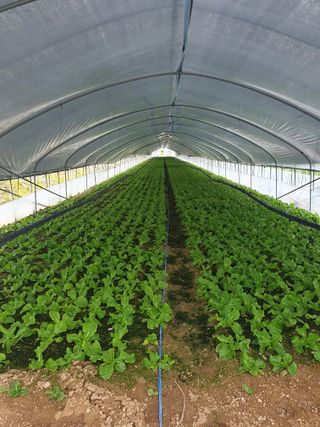 풍년약속천연미네랄님의 호박 · 영농일지 작성글 사진