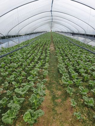 풍년약속천연미네랄님의 호박 · 영농일지 작성글 사진