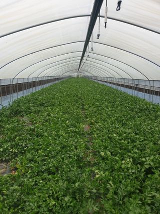 풍년약속천연미네랄님의 호박 · 영농일지 작성글 사진