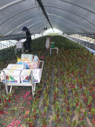 풍년약속천연미네랄님의 호박 · 영농일지 작성글 사진