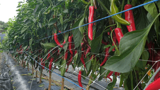 오류농원님의 고추 · 영농일지 작성글 사진