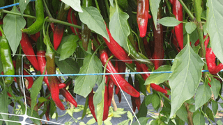 오류농원님의 고추 · 영농일지 작성글 사진