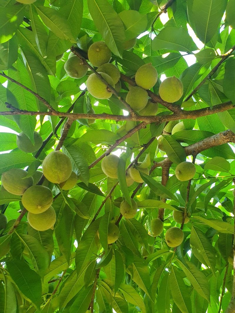 장터 상품 [개복숭아10키로마감] 썸네일