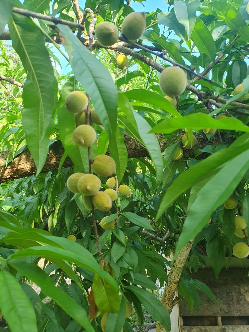 인생은 소풍처럼님의 장터 판매 상품 [개복숭아10키로마감] 첨부 사진