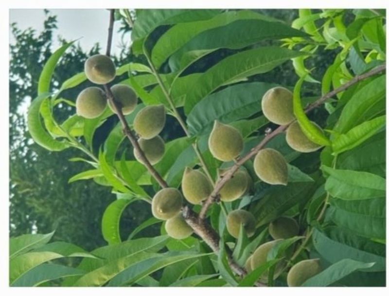 인생은 소풍처럼님의 장터 판매 상품 [개복숭아10키로마감] 첨부 사진