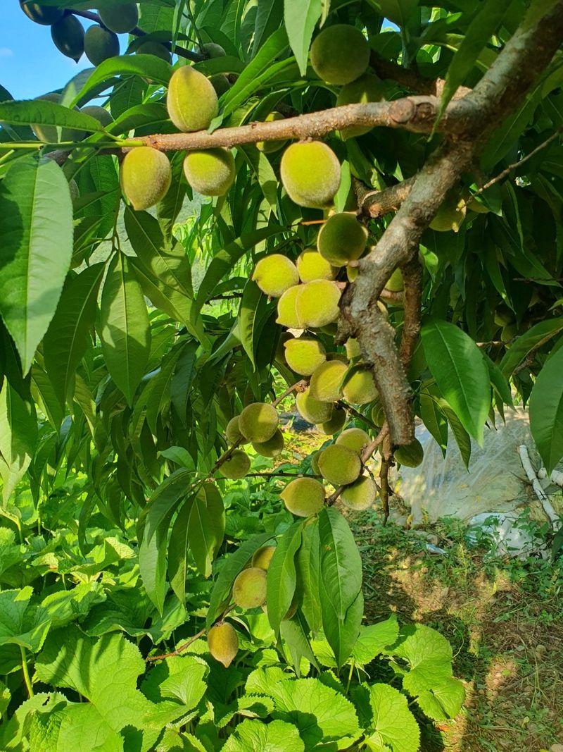 인생은 소풍처럼님의 장터 판매 상품 [개복숭아10키로마감] 첨부 사진