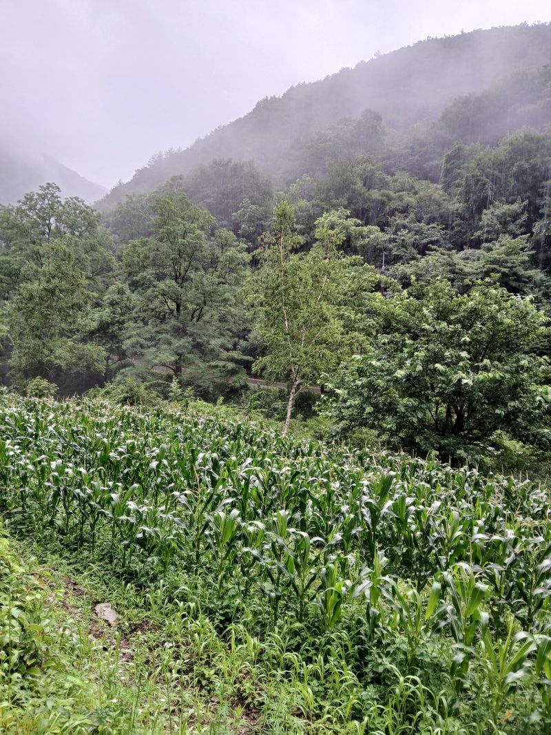 둥이 맘님의 장터 판매 상품 [강원도  흑 찰옥수수 50개] 첨부 사진