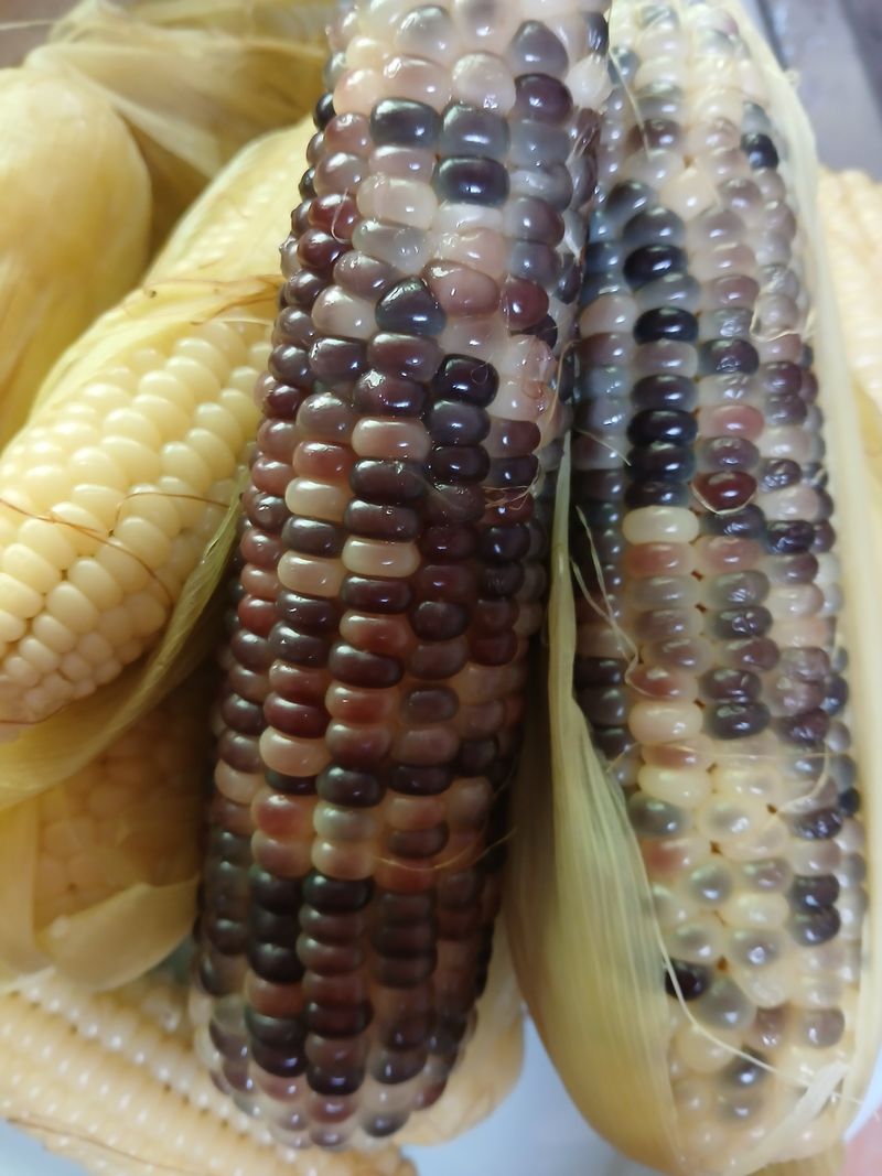 장터 상품 [강원도  흑 찰옥수수 50개] 썸네일