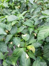 팜모닝 자유주제·자유게시판 게시글 이미지