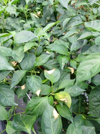 오영님의 자유주제 · 자유게시판 작성글 사진