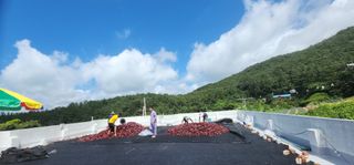 고추농사 정 미라님의 자유주제 · 자유게시판 작성글 사진