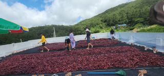 고추농사 정 미라님의 자유주제 · 자유게시판 작성글 사진