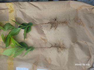 김선웅[포포나무]님의 자유주제 · 자유게시판 작성글 사진