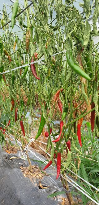 홍병기님의 🌧️7월 내 작물 자랑하기 · 참여글 작성글 사진