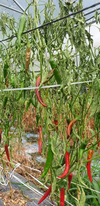 홍병기님의 🌧️7월 내 작물 자랑하기 · 참여글 작성글 사진