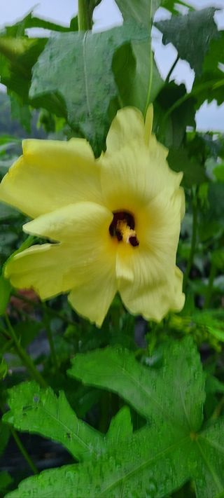 김재정님의 🌧️7월 내 작물 자랑하기 · 참여글 작성글 사진