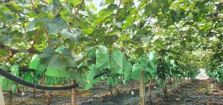 오늘도 즐거운 하루님의 팜모닝 · 출석 작성글 사진