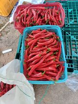 팜모닝 🌧️7월 내 작물 자랑하기·참여글 게시글 이미지