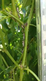 팜모닝 농사, 무엇이든 물어보세요!·참여글 게시글 이미지