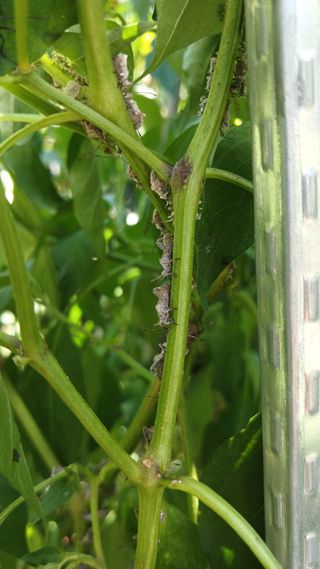 최관식님의 농사, 무엇이든 물어보세요! · 참여글 작성글 사진