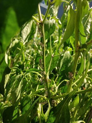 최관식님의 농사, 무엇이든 물어보세요! · 참여글 작성글 사진
