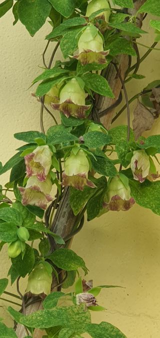 한밭농원님의 🌧️7월 내 작물 자랑하기 · 참여글 작성글 사진