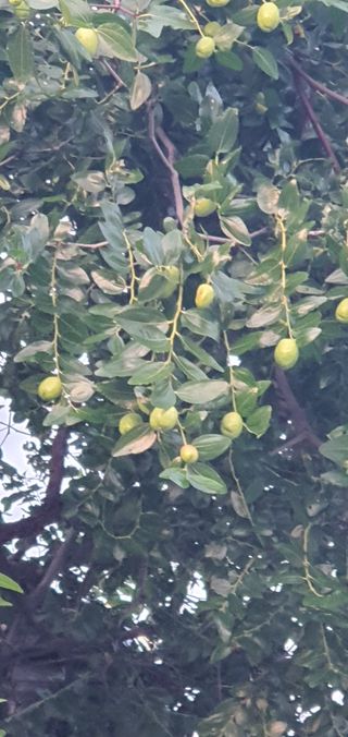 한밭농원님의 🌧️7월 내 작물 자랑하기 · 참여글 작성글 사진