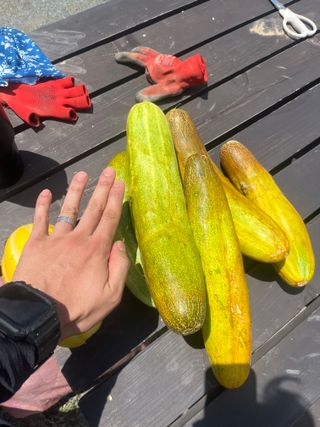 한밭농원님의 🌧️7월 내 작물 자랑하기 · 참여글 작성글 사진