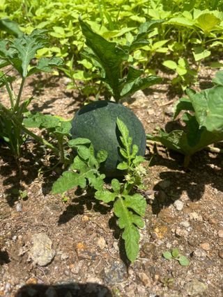 한밭농원님의 🌧️7월 내 작물 자랑하기 · 참여글 작성글 사진