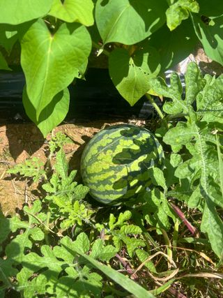 한밭농원님의 🌧️7월 내 작물 자랑하기 · 참여글 작성글 사진