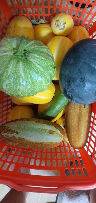 한밭농원님의 🌧️7월 내 작물 자랑하기 · 참여글 작성글 사진