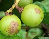 팜모닝 포도·병해충상담 게시글 이미지