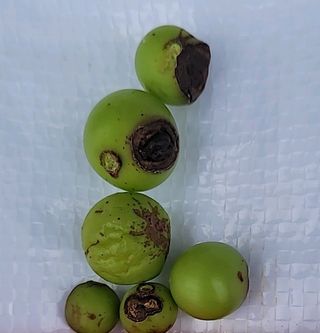 김화중님의 포도 · 병해충상담 작성글 사진