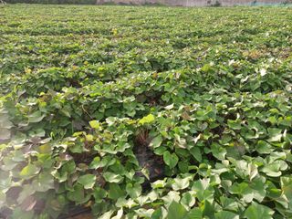 Happy100w님의 고구마 · 병해충상담 작성글 사진