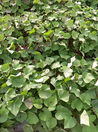 Happy100w님의 고구마 · 병해충상담 작성글 사진