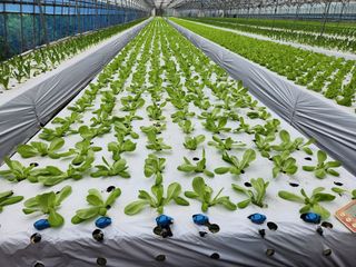 지상국님의 상추 · 영농일지 작성글 사진