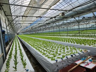 지상국님의 상추 · 영농일지 작성글 사진