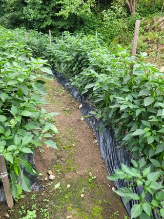 신상범님의 고추 · 영농일지 작성글 사진