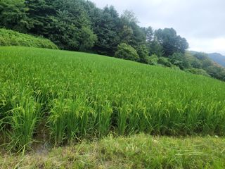 신상범님의 벼 · 영농일지 작성글 사진