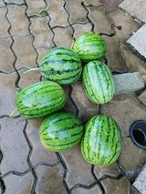 팜모닝 자유주제·자유게시판 게시글 이미지