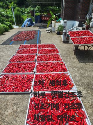 호산님의 고추 · 영농일지 작성글 사진