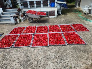 호산님의 고추 · 영농일지 작성글 사진